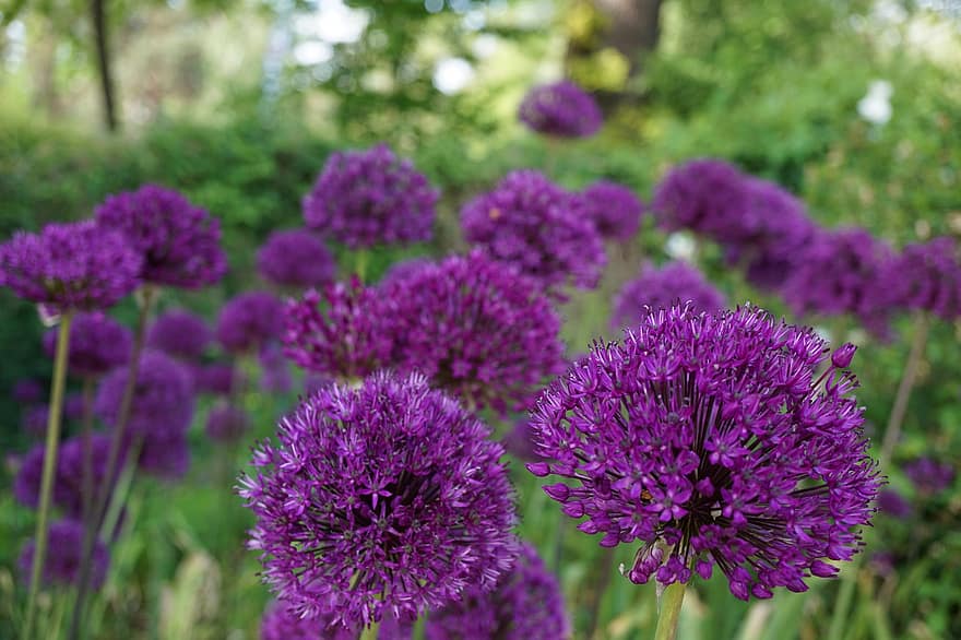 Allium, Purple Flowers, Ornamental Onions, Garden, Nature