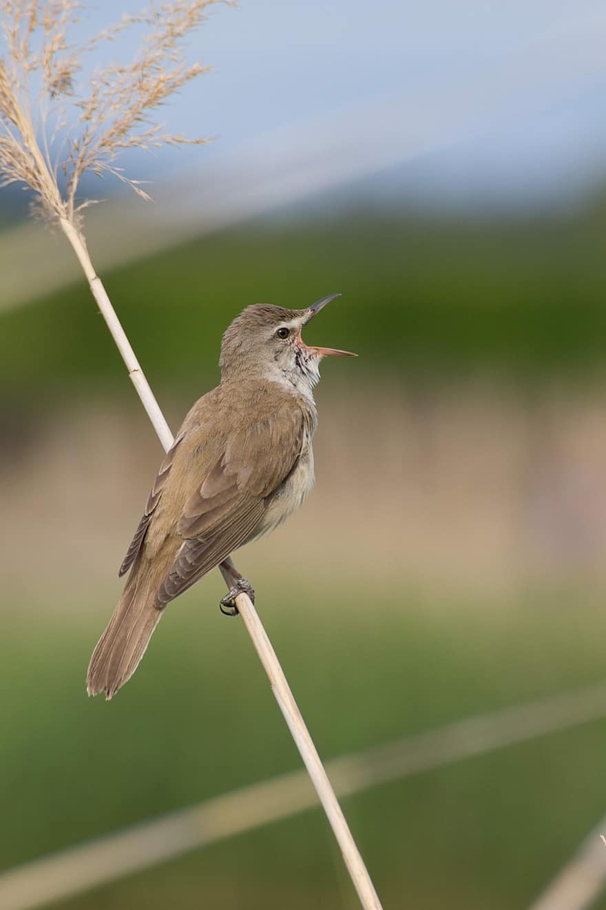 reed warbler, ocell, posat, animal, songbird, vida salvatge, plomes, plomatge, naturalesa