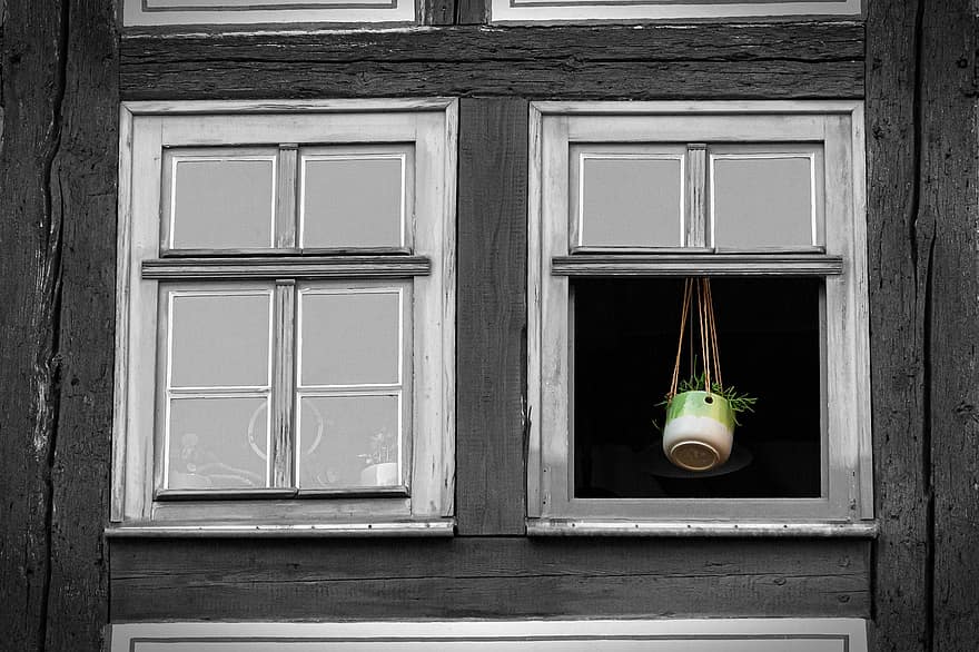 finestra, davanzale, pianta