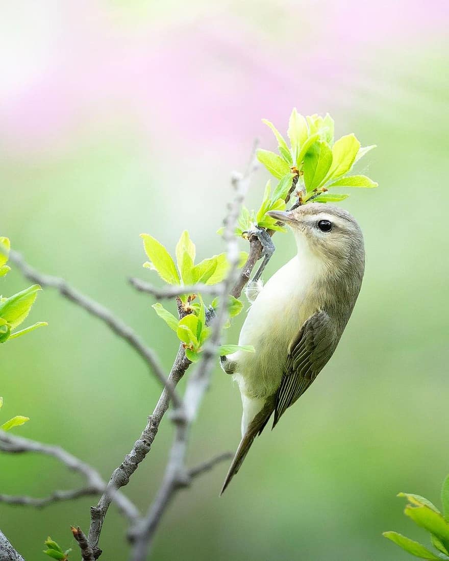 Warbling Vireo, pássaro, animal, Pássaro Vocal Nesting, Árvore de Redbud Oriental, animais selvagens, plumagem, ramo, empoleirado, natureza, observação de pássaros