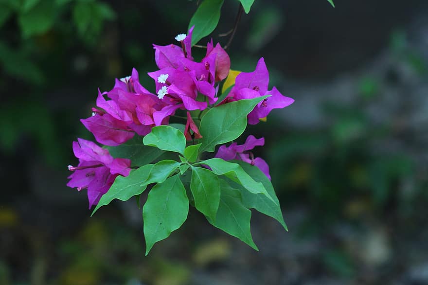 Bougainvillea, Flowers, Purple Flowers, Leaves, Petals, Purple Petals, Bloom, Blossom, Flora