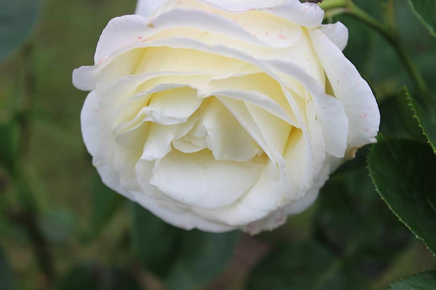 ruusu-, valkoinen, kukka, kukinta, rakkaus, romanttinen, luonto, kaunis