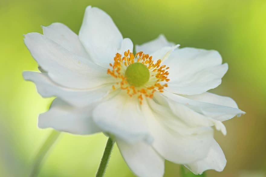 японська анемона, анемона, квітка, біла квітка, біла анемона, падіння анемони, білі пелюстки, пелюстки, цвітіння, квітуча рослина, декоративна рослина