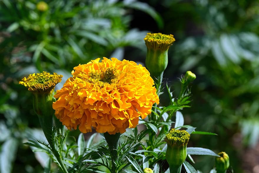 marigold, bunga, flora, alam, menanam, merapatkan, daun, kuning, musim panas, kepala bunga, daun bunga