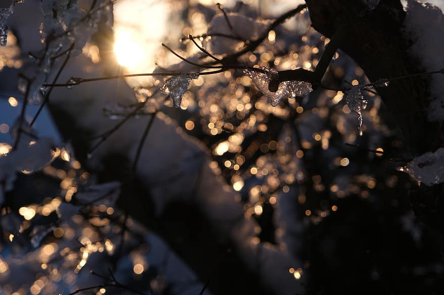 winter, sneeuw, vorst, bomen, Bos, natuur, zonsopkomst, boom, tak, seizoen, achtergronden