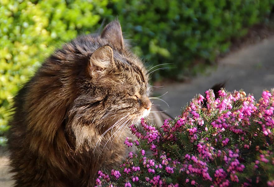 con mèo, bông hoa, vật nuôi, thú vật, ngoài trời, cây thạch nam, Thiên nhiên, mèo nhà, dễ thương, mèo con, lông thú