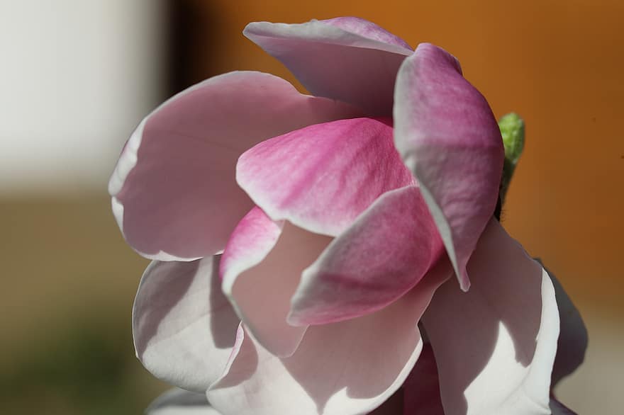 Лили, цветок, розовый, крупный план, завод, лист, лепесток, головка цветка, летом, розовый цвет, ботаника