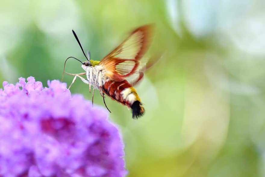 Sfinx kolibrie, vlinder, insect, coulissen, antennes, bloem
