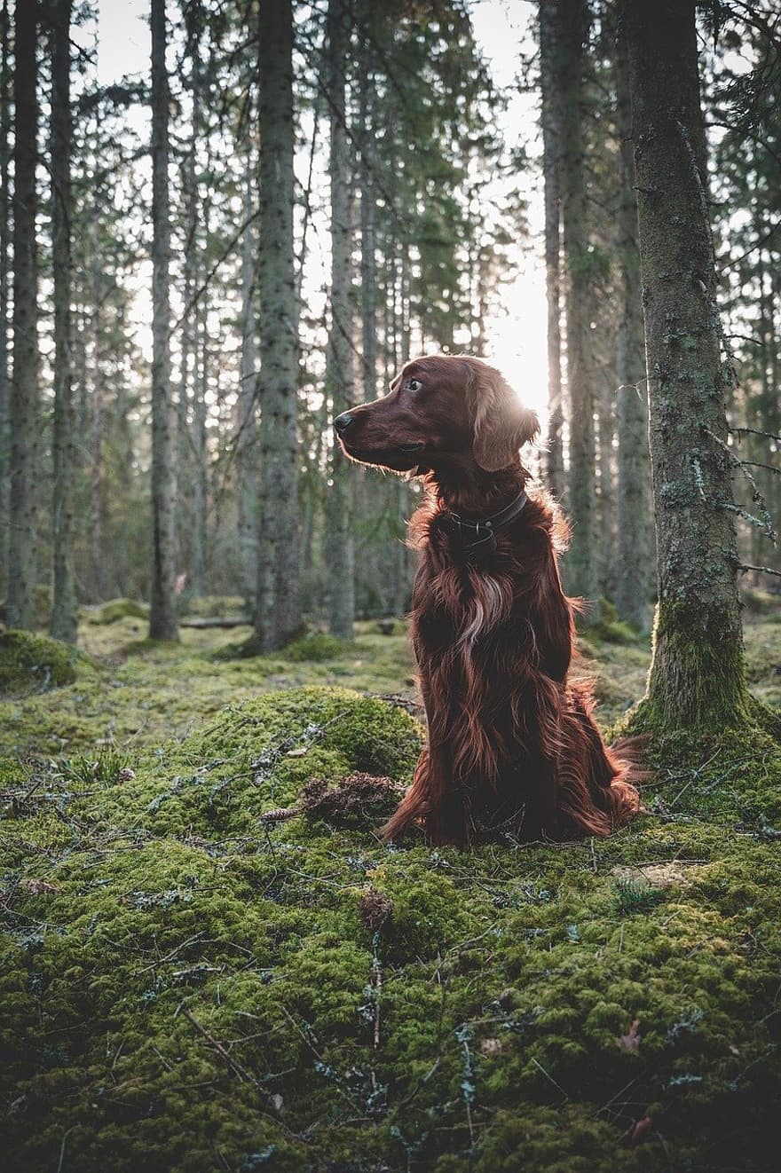 Animal, Dog, Field Spaniel, Breed, Canine, Pet, Mammal, Outdoors, pets, forest, grass