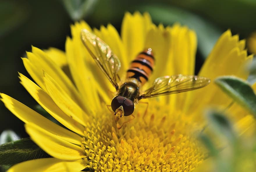 зависання мухи, літати, з'єднання, комаха, цвітіння, тварина, крило, політ комахи, фото комах, квітка, жовтий