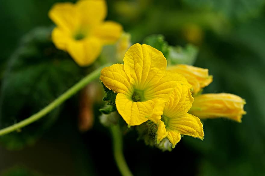 Λουλούδια πεπονιού, κίτρινα άνθη, Άνθη πεπονιού, φύση, φυτό, γκρο πλαν, λουλούδι, κίτρινος, φύλλο, καλοκαίρι, πράσινο χρώμα