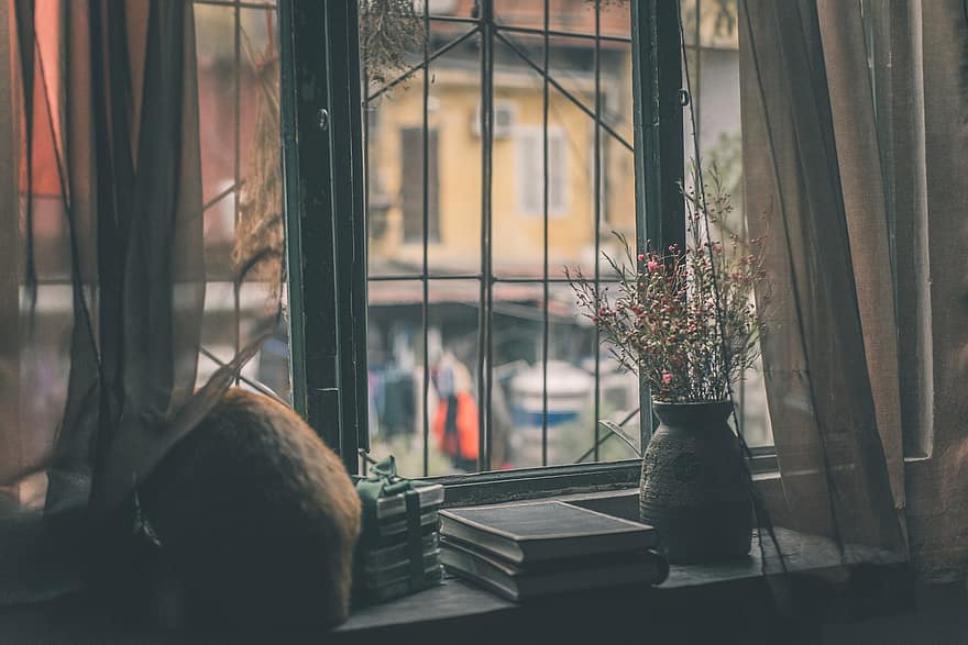 katt, vindu, ved vinduet, blomster, blomstervase, bøker, kjæledyr, feline, innenlands