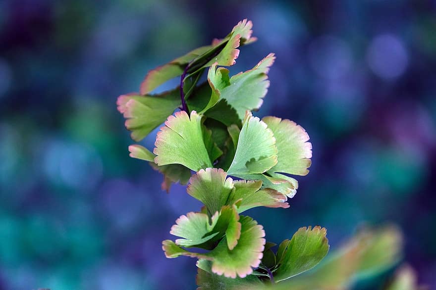 Adianthum, Leaves, Nature, Botany, leaf, plant, green color, close-up, summer, backgrounds, springtime