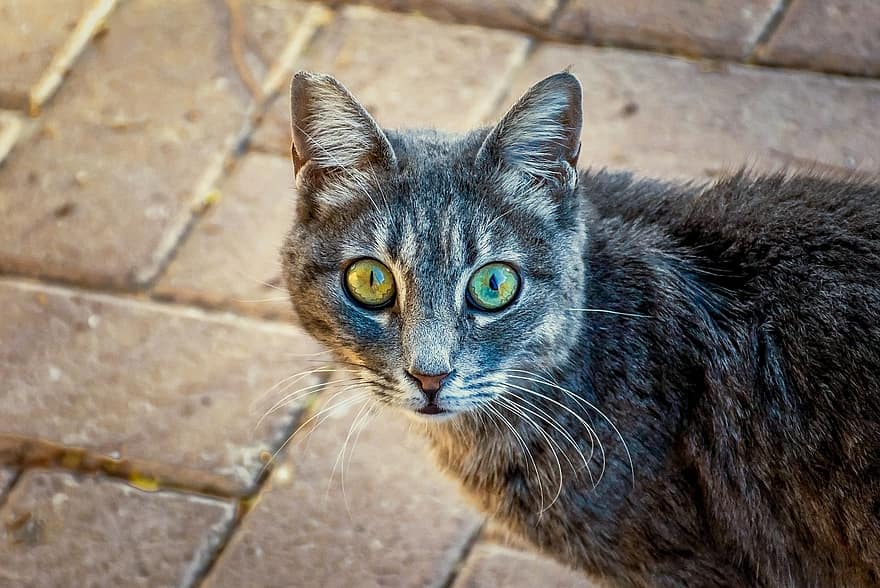 macska, utcai macska, macska portré, macskaféle, macska szemek, szőrme, különböző szemek, írisz, emlős