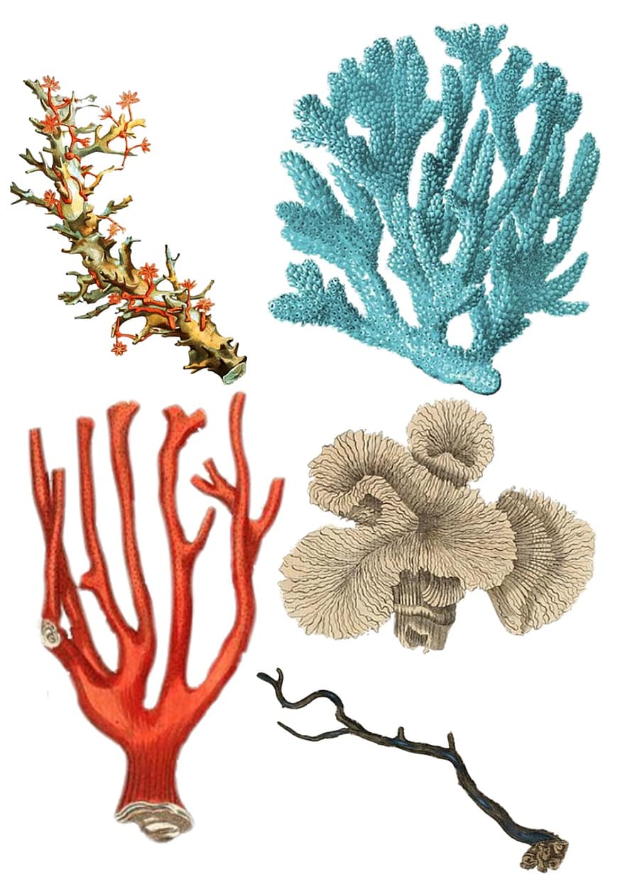 koraal, collage, wijnoogst, fabriek, blauw, rood, oceaan, leven, zee, strand, kust