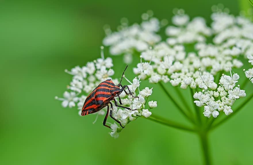 Serangga bergaris, bug, serangga, kumbang, merapatkan, ilmu serangga, jenis, makro, warna hijau, menanam, musim panas