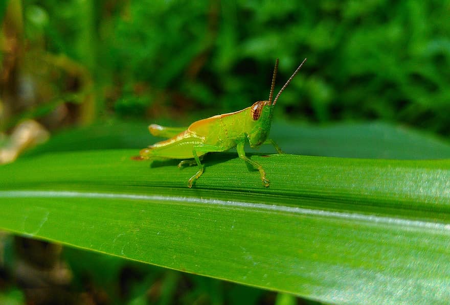 крикет, зелен, насекомо