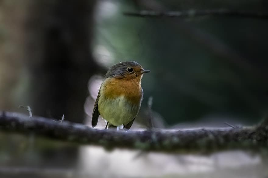 Robin, pájaro, posado, petirrojo europeo, animal, plumas, plumaje, pico, cuenta, observación de aves, ornitología