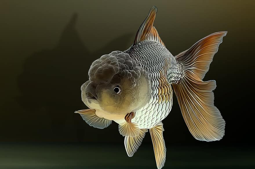 Оранда, златна рибка, аквариум, риба, животно, плуване, под вода, природа