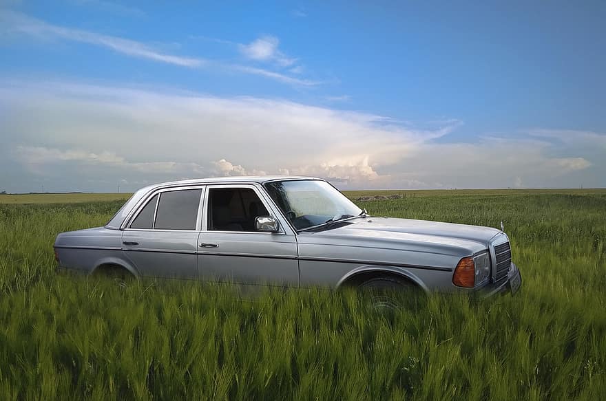 Mercedes Benz W123, prat, pastures, cotxe d'època, cotxe, camp, paisatge