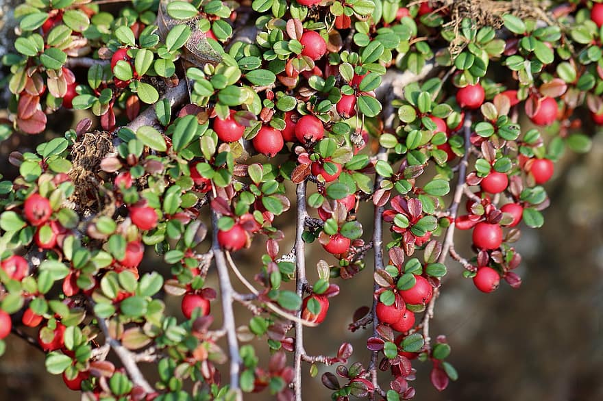 cotoneaster, ogas, zemes segums, cotoneaster horizontalis
