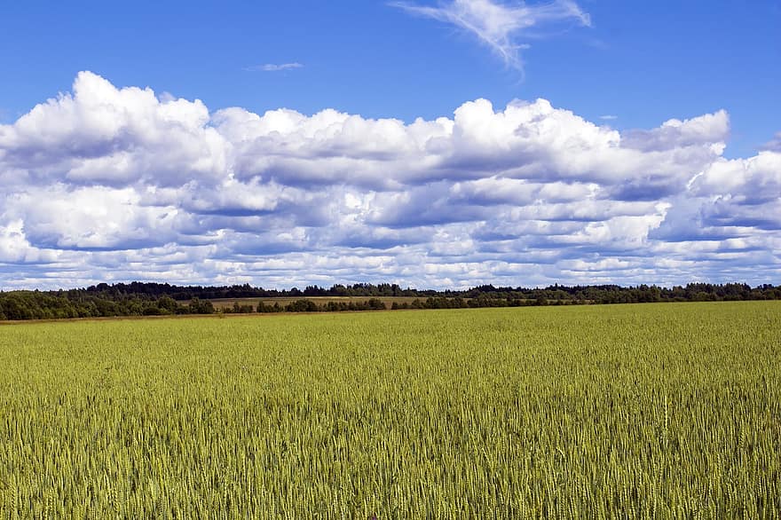 cánh đồng, đồng cỏ, ngũ cốc, bầu trời, những đám mây, lúa mạch đen, mùa vụ, nông trại, bánh mỳ