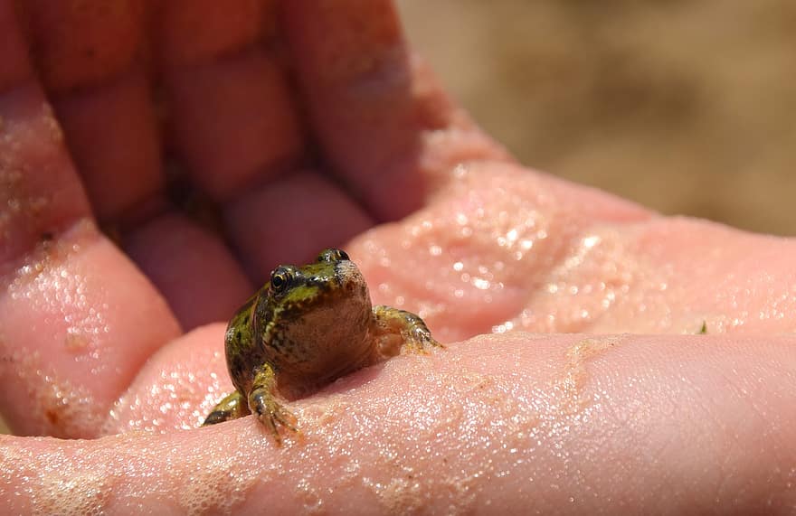 Toad, Frog, Animal, Amphibian, Hand, Small Frog, Young Frog, Nature, close-up, animals in the wild, wet