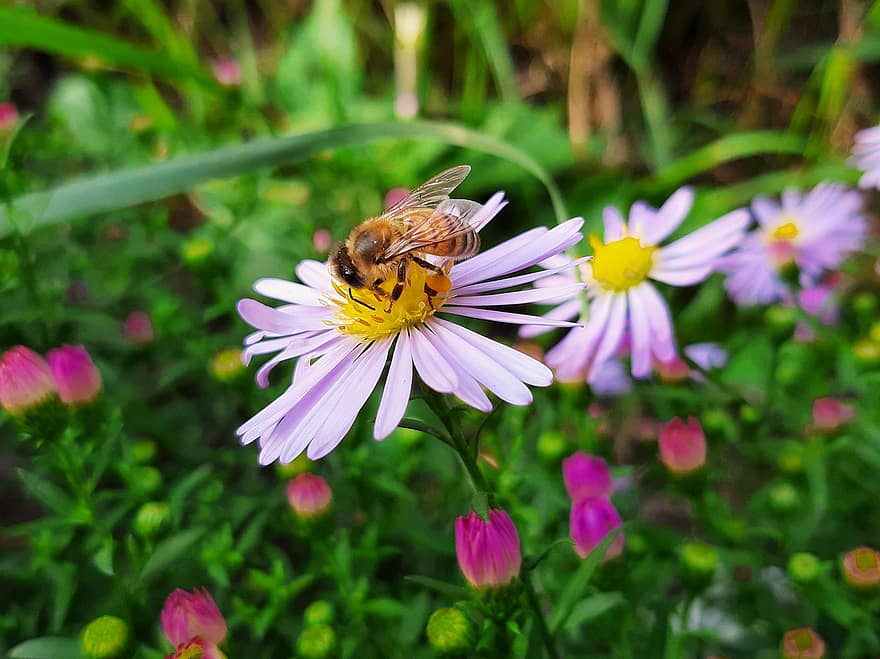 včela, hmyz, opylit, opylování, květiny, okřídlený hmyz, křídla, Příroda, hymenoptera, entomologie