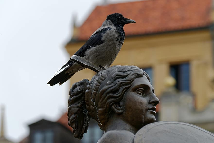 uccello, corvo, statua, animale, natura, arroccato, piume, becco, monumento, scultura, storico
