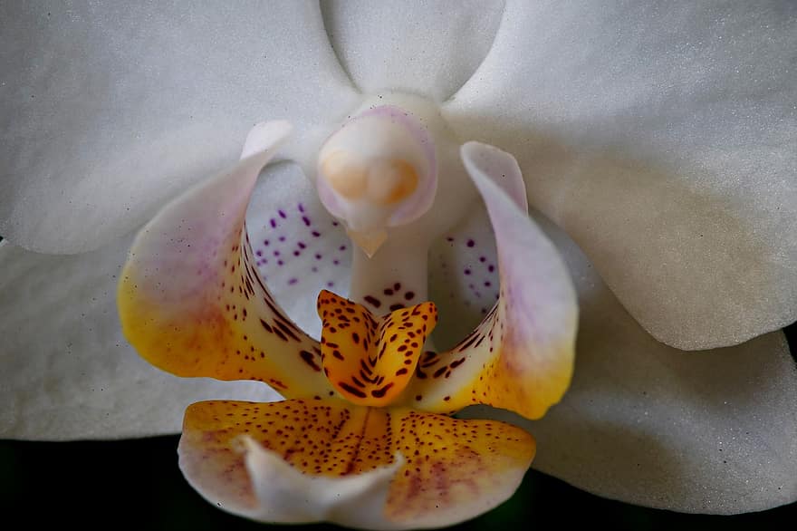 orkidé, blomst, plante, møl orkidé, phalaenopsis, kronblade, flor, flora, natur, tæt på, kronblad