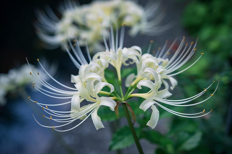 bílý pavouk lilie, květ, bílé květy, okvětní lístky, bílé okvětní lístky, rostlina, lycoris radiata, Příroda