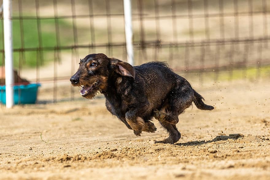 câine, curse de câine, câine alerga, ruleaza, alergare, câine de funcționare, curse, daschund, animal, cursă, sportiv