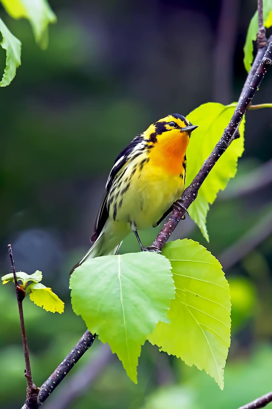 „Blackburnian Warbler“, kalavijai, paukščių