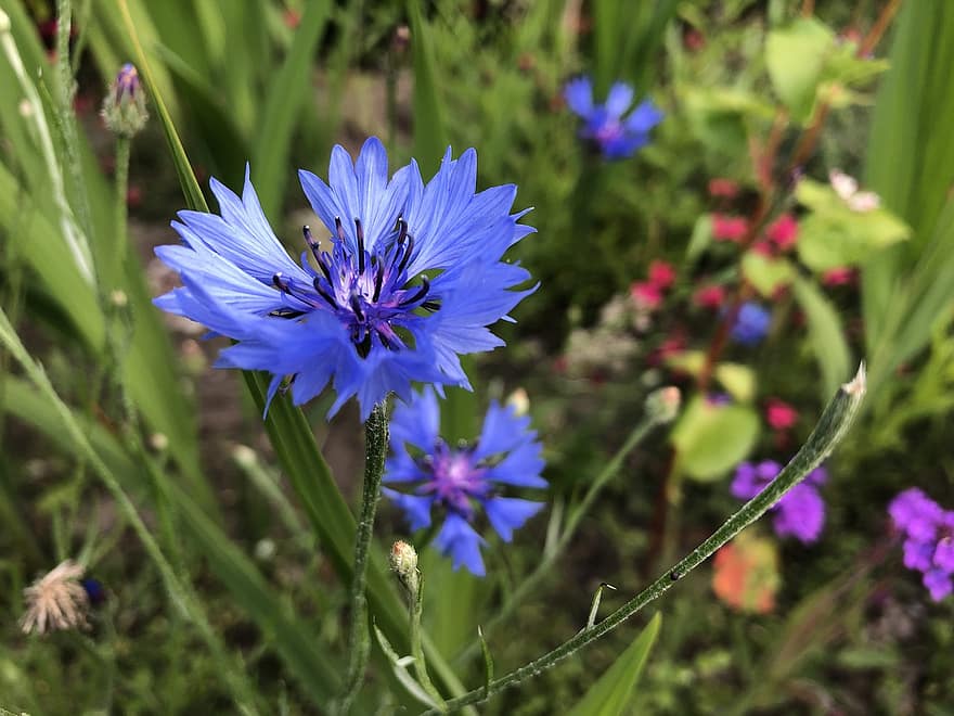 florecimiento de maíz, flor, flor azul, pétalos, pétalos azules, floración, flora, planta, naturaleza