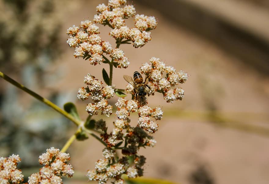 albină, floare, insectă, natură, polen, a inflori, grădină, nectar, plantă, Miere, polenizare
