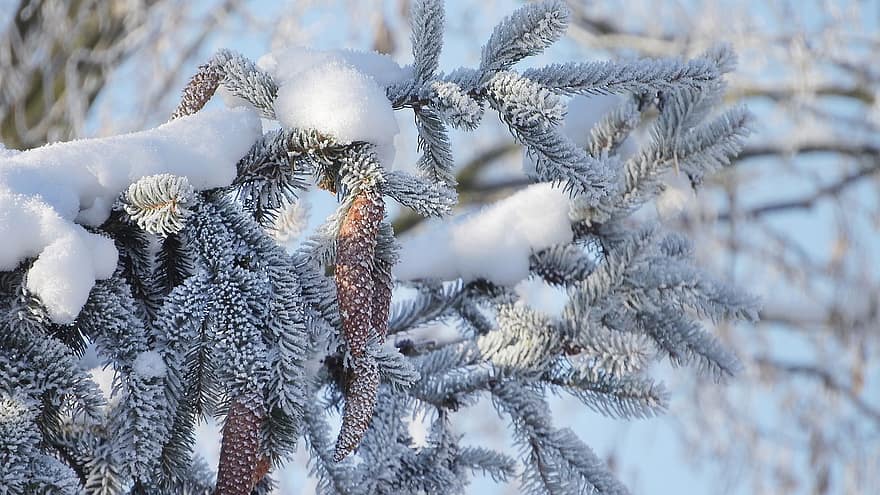 Evergreen, Branches, Snow, Frost, Ice, Frozen, Winter, Cones, Tree, Nature, Detailed