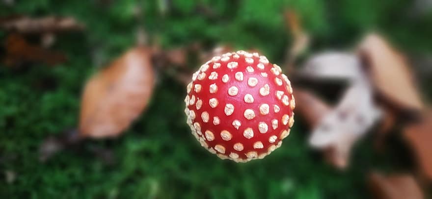 houba, moucha agaric, létat amanita, červená houba, muchomůrka, les, Příroda, podzim