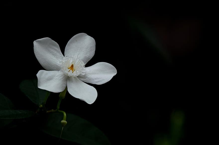 jaśmin, kwiat, roślina, biały kwiat, płatki, tajski jaśmin, zbliżenie, liść, płatek, głowa kwiatu, lato