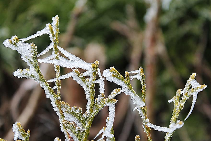 Frost, vereist, Nebel, ästhetisch, Hecke, Winterstimmung, Winter, Natur, winterlich, kalt, Landschaft