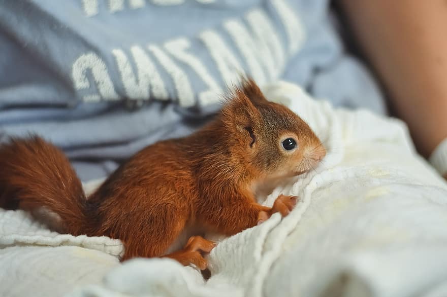 mókus, fiatal állat, foundling, javít, mentett, takarmány, táplálás, kicsi, fiatal, aranyos, rágcsáló