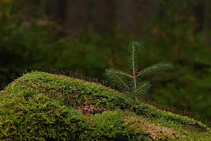 forest, moss, sapling, nature, green color, outdoors, plant, tree, leaf, close-up, growth