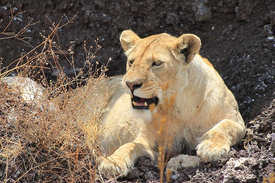 lev, ngorongoro, kráter, safari, tanzanie, divoká kočka, Afrika, zvíře, savec, srst, dravec
