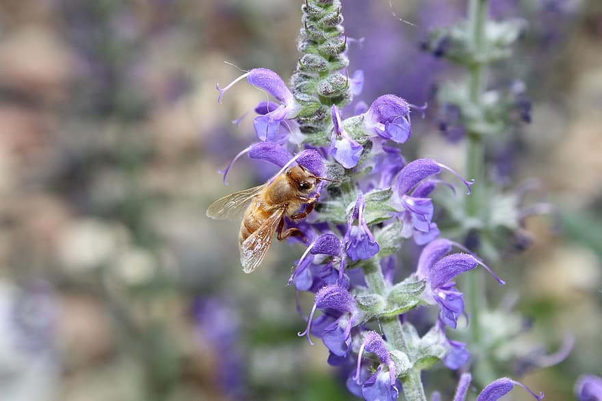 Biene, Honigbiene, Bestäubung, Blume, Pollen, Natur, Pflanze, Insekt, Nahansicht, Sommer-, Makro