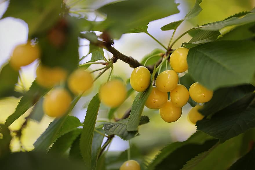 бели череши, плодове, клон, череши, дърво, пружина, листо, свежест, зелен цвят, лято, едър план