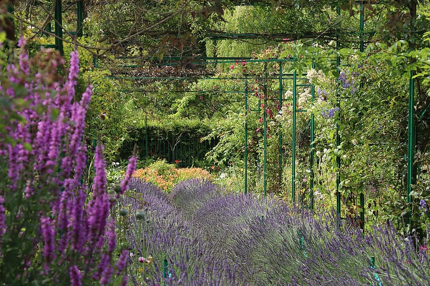 Giverny, Monet, Lavender, Nature, Plant, Water, Garden