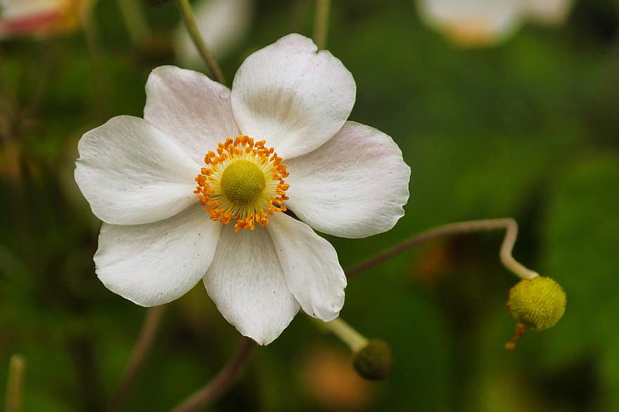 japoński anemon, kwiat, biały kwiat, makro, ogród, kwitnąć