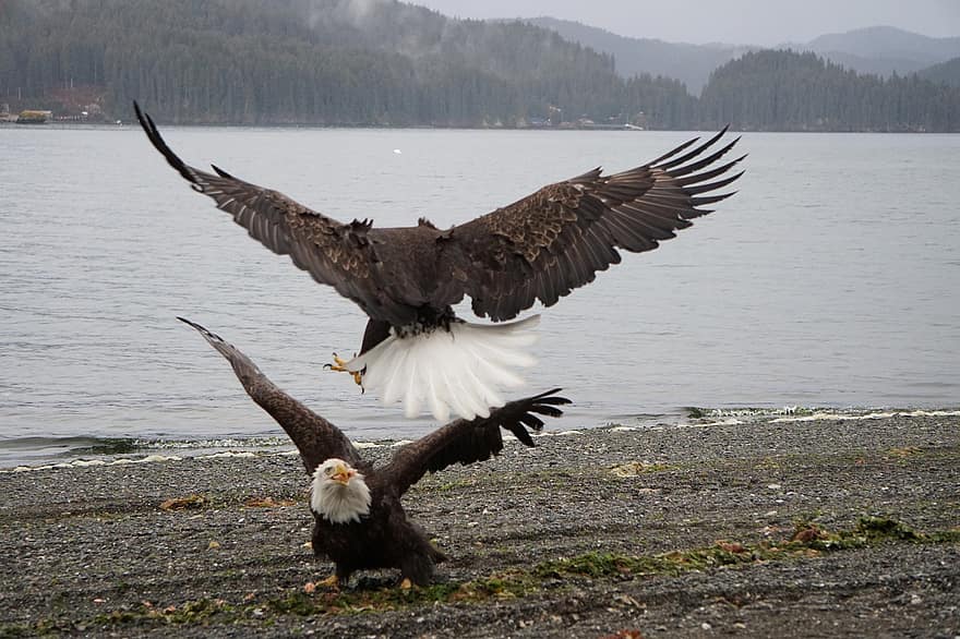 птицы, орел, орнитология, вид, фауна, птичий, животные, живая природа, клюв, Аляска, природа
