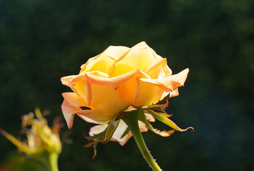 Роза, цветок, завод, желтая роза, желтый цветок, лепестки, цветение, природа