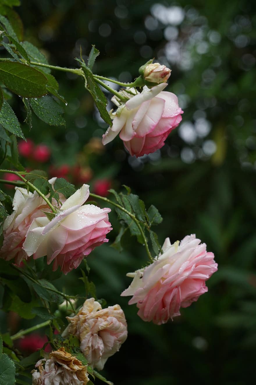 Rosa, Rosen, Blumen, Blume, Frühling, Natur, Sommer-, Blumen-, Flora, romantisch, Pflanzen