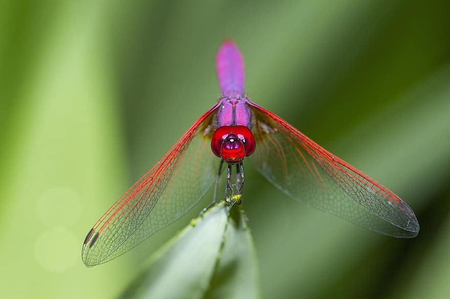 libélula, inseto, asas, frágil, delicado, plantar, biologia, jardim, natureza, em repouso, vermelho